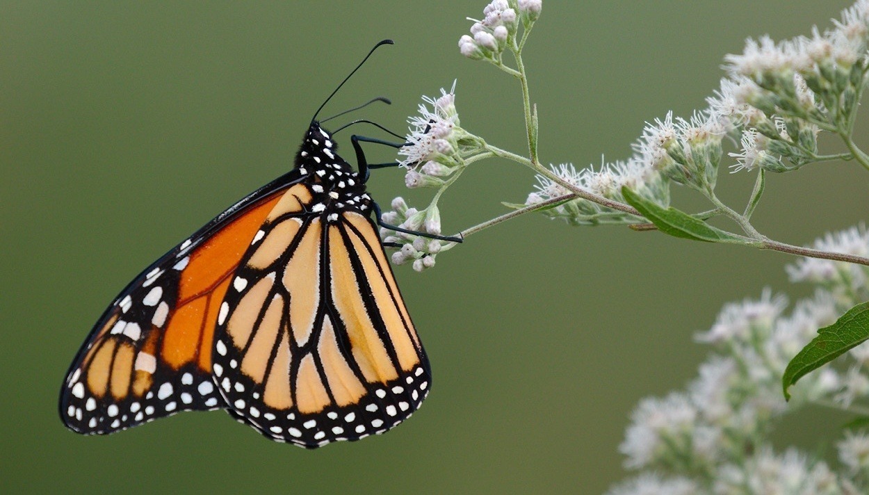 a Monarch butterfly attracted to native plants