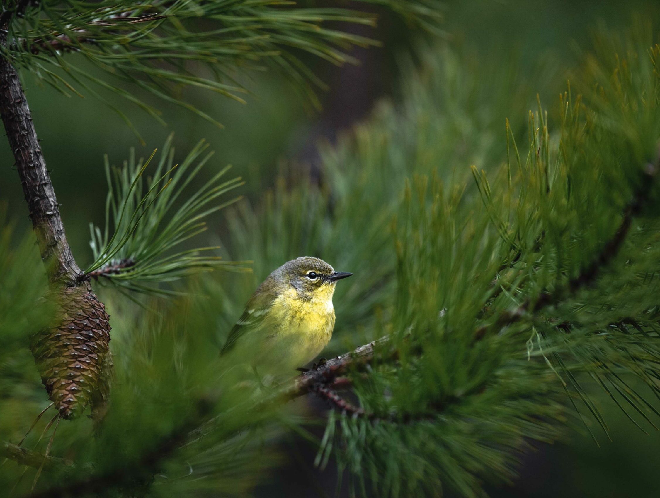 A female Pine Warbler perched in a vibrant green pine tree with long needles surrounding her and a single pine cone.