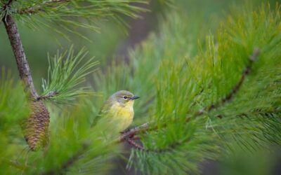 150,000 Trees Planted By Habitat Conservation Program