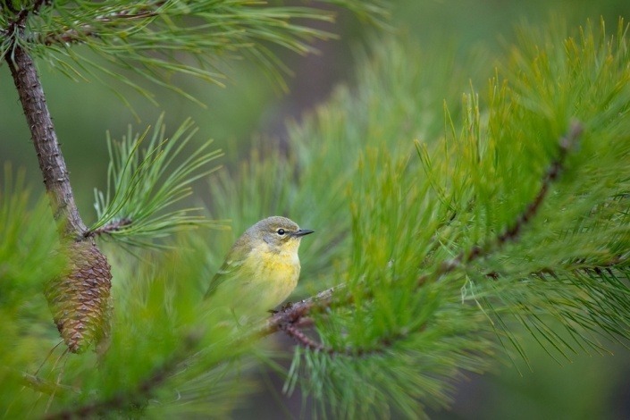 Yellow and gray pine warbler among pine branches