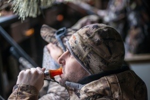 Blowing a duck call in the blind.