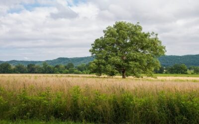 Grasslands Conservation Legislation Will Strengthen Collaboration, Save Endangered Landscapes
