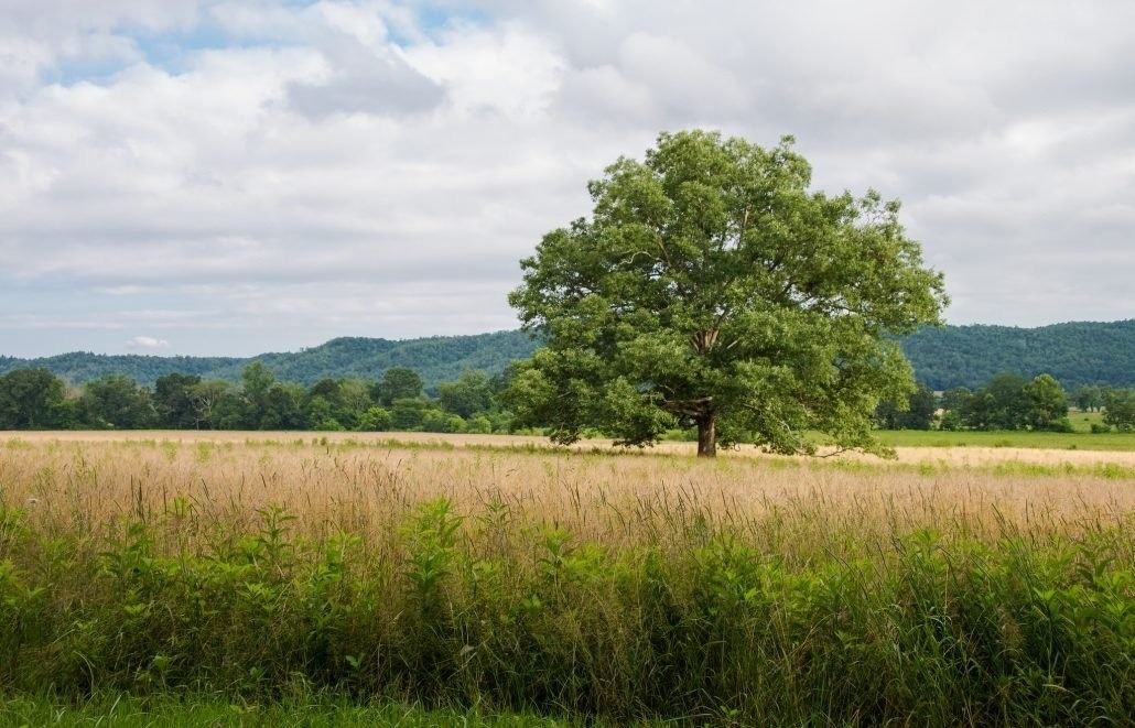 Grassland landscape of a grassy field surrounding a single large tree. This type of grassland is called a savanna.