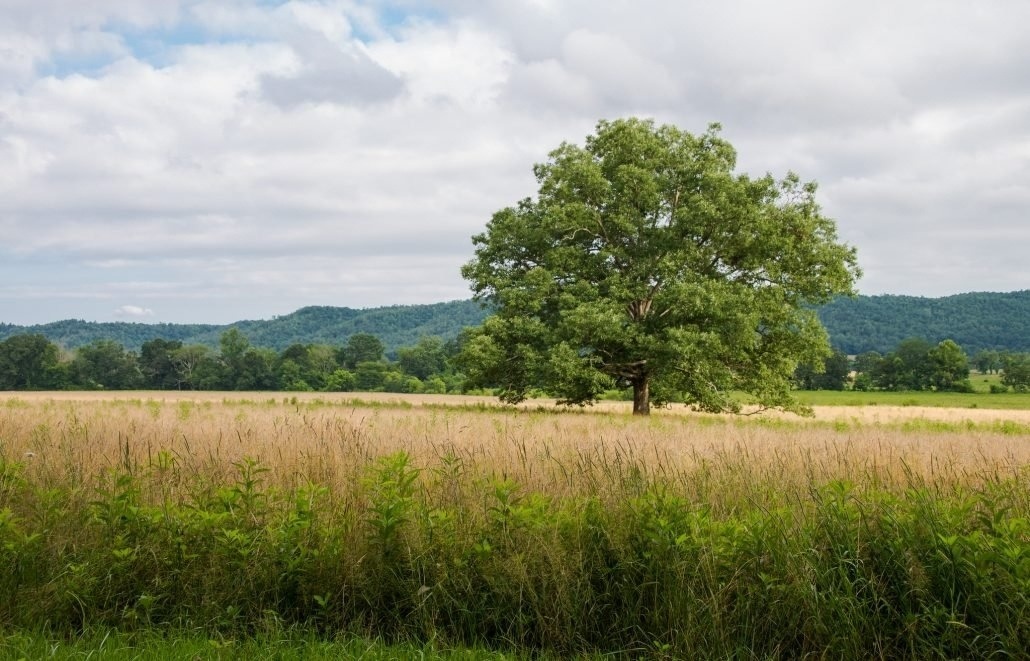 Grasslands Conservation Legislation Will Strengthen Collaboration, Save Endangered Landscapes