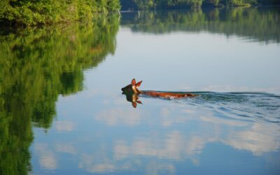 Federation CEO Appointed to Tennessee H2O Steering Committee