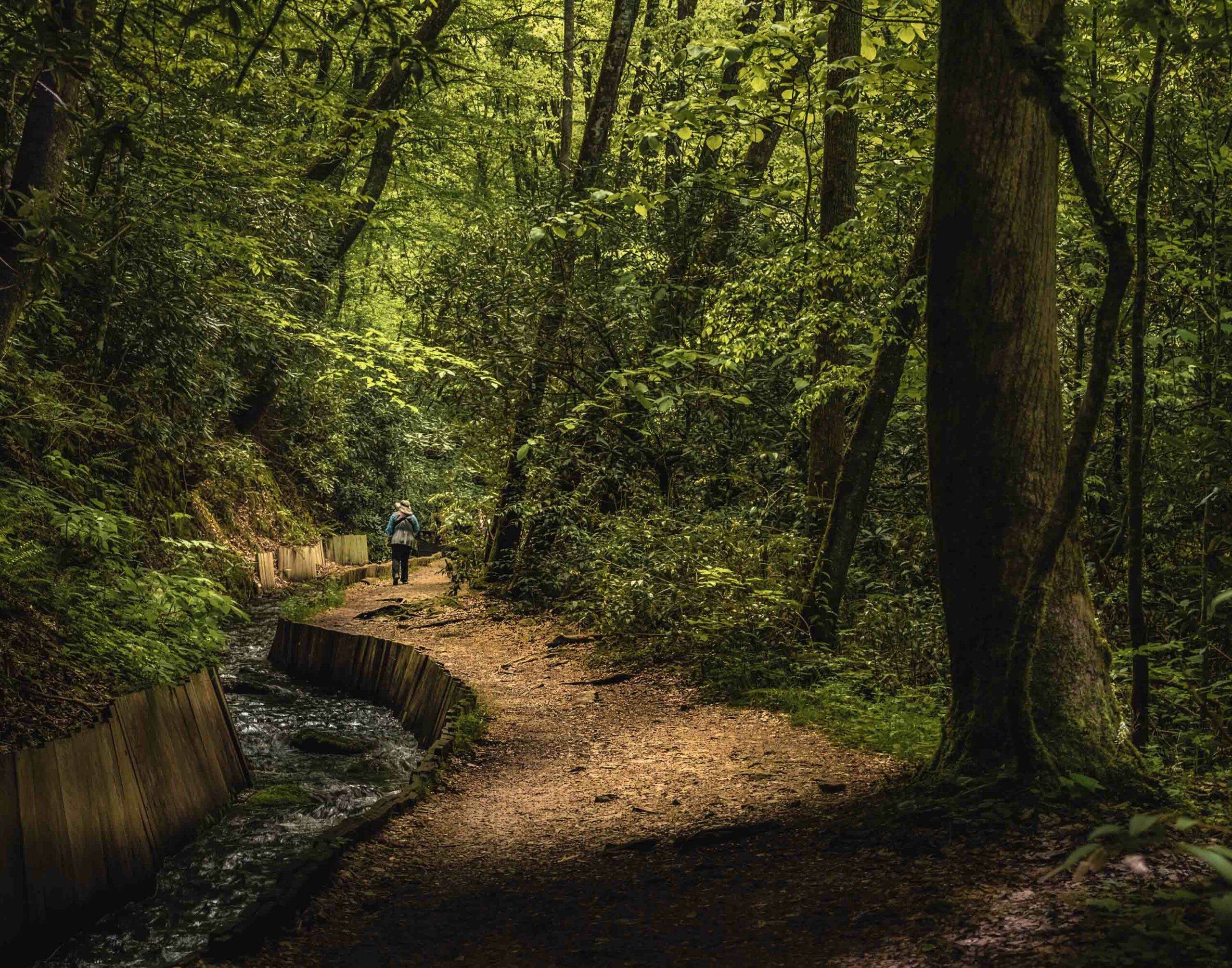 Walking in the forest along a trail