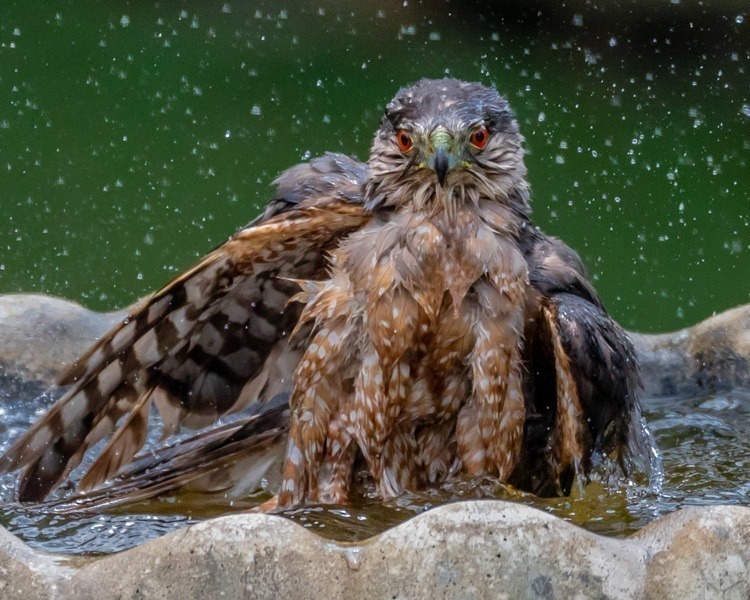 Hawk in water bath