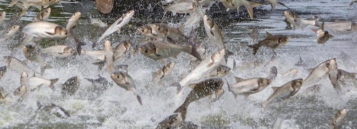 invasive carp leaping from water