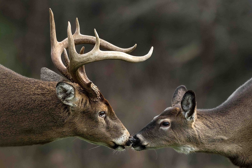 Two deer touching noses