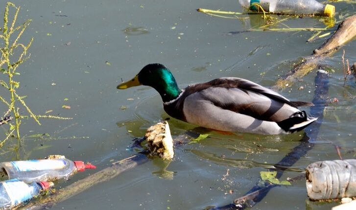 Mallard drake in water, surrounded by litter.