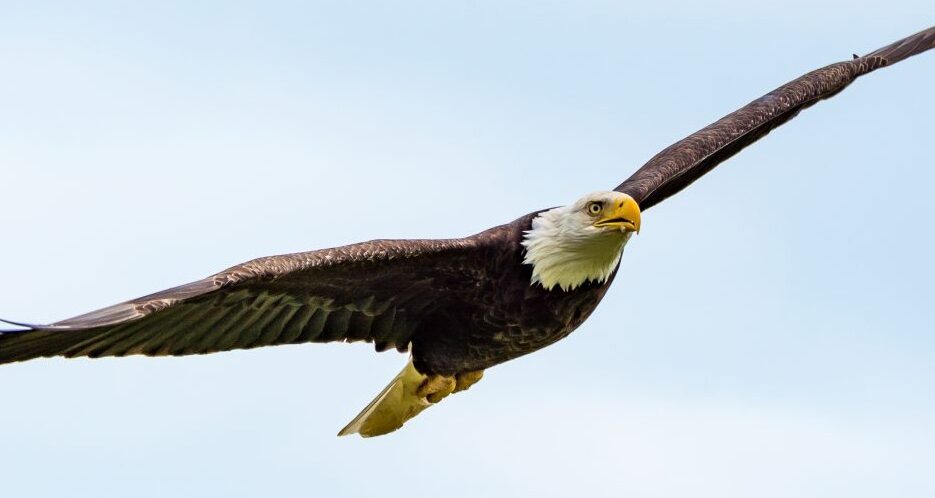 Bald eagle soaring through a clear blue sky