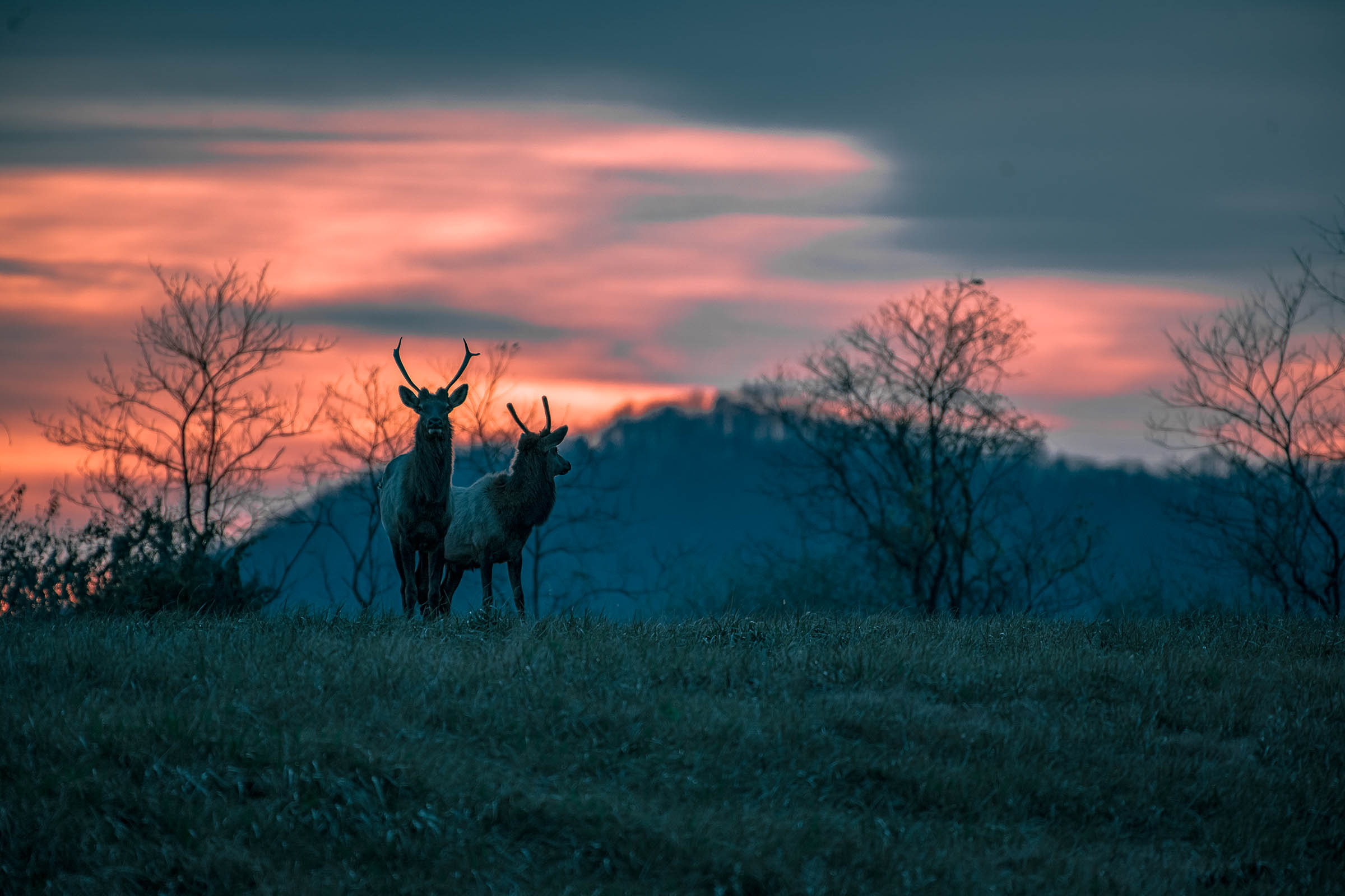 Two elk at sunset