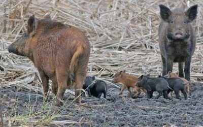 Wild Hogs in Tennessee: Controlling an Epidemic