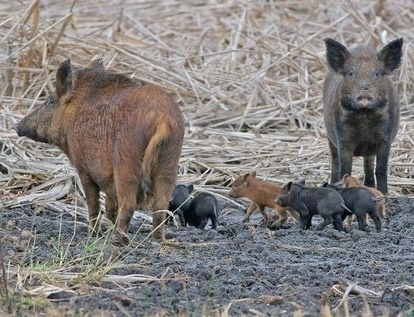 A family of wild hogs in Tennessee