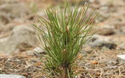 Habitat Conservation Program Plants 96,000 Shortleaf Pine Seedlings