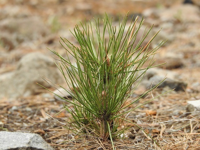 Pine seedling