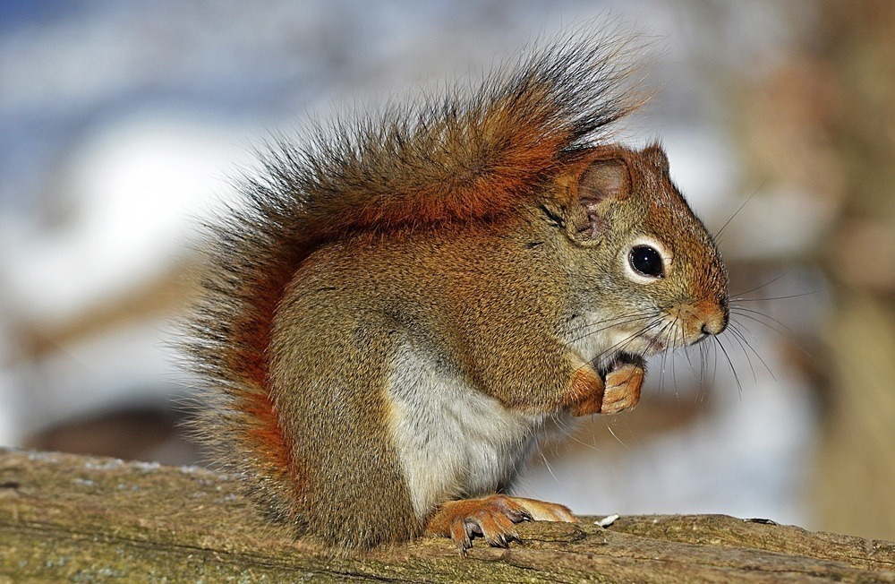 Red squirrel on a piece of wood