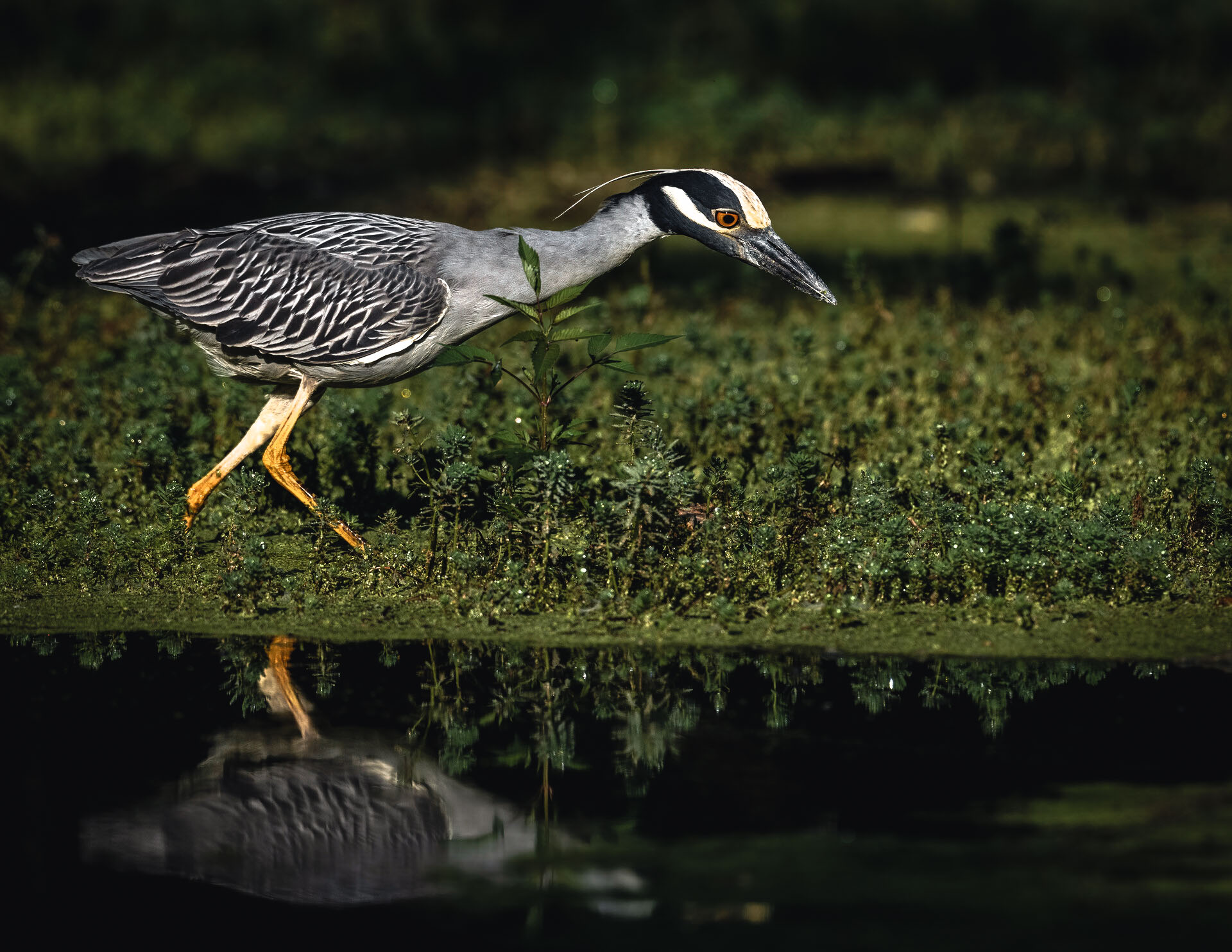 Yellow-crowned night heron walking through wetland