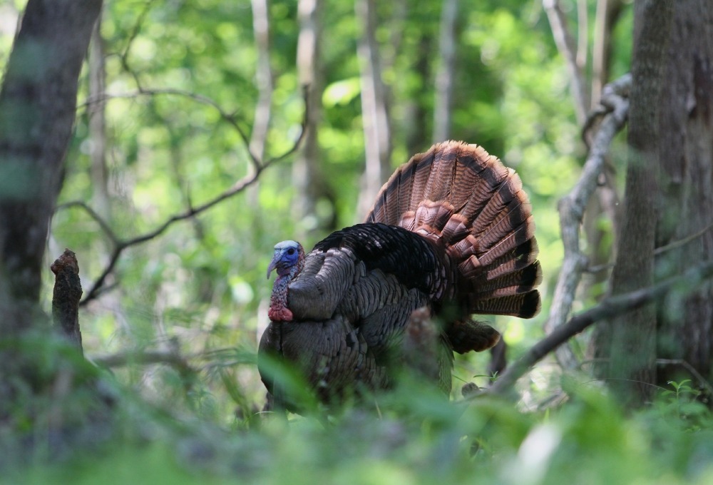 Gobbler roaming the woods.