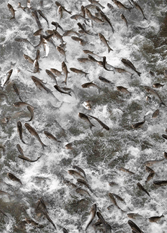 Carp flying out of the water