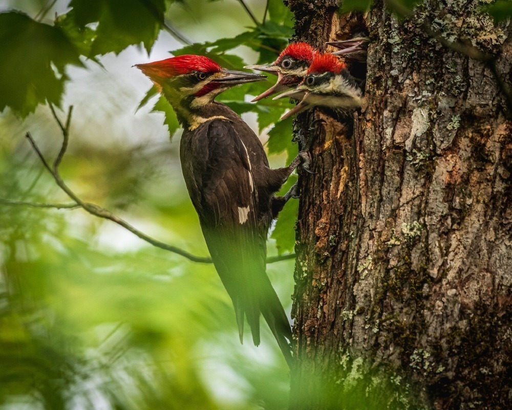 Adult pileated woodpecker bringing food to two juvenile pileated woodpeckers in a tree cavity. 