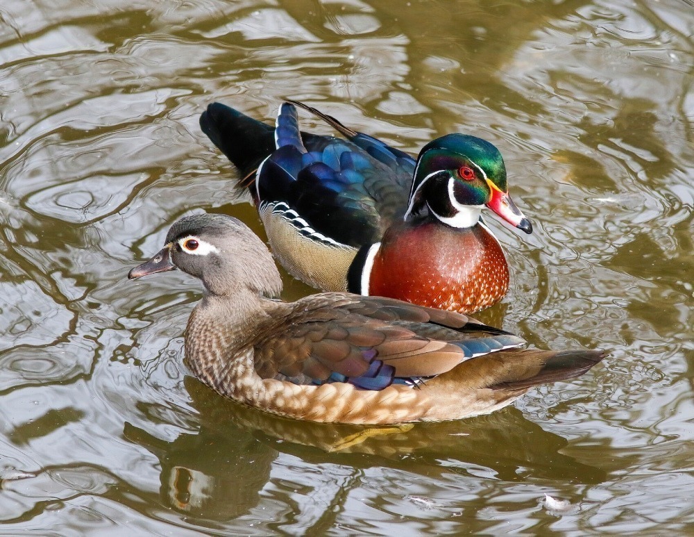 Male and female wood duck swimming next to each other. 