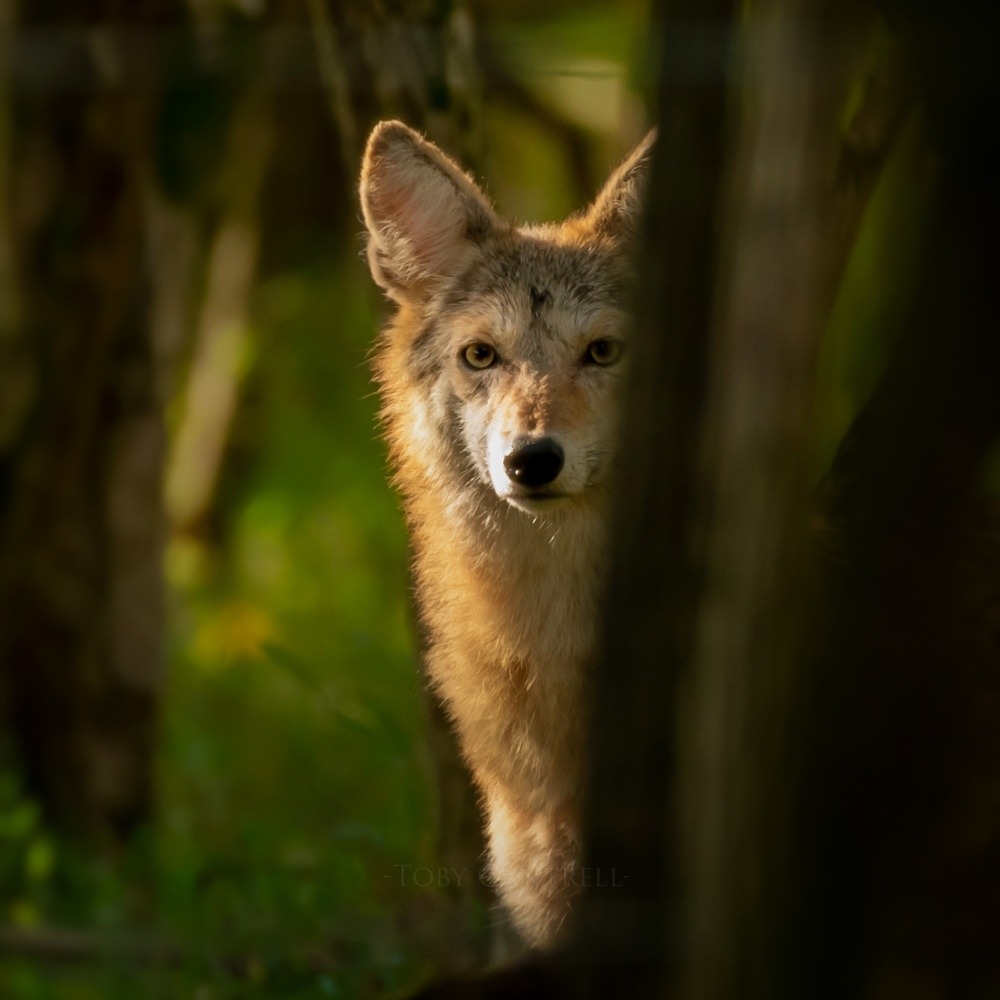 Coyote peering through the forest