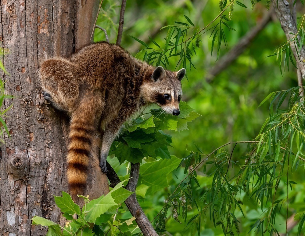 Raccoon climbing a tree