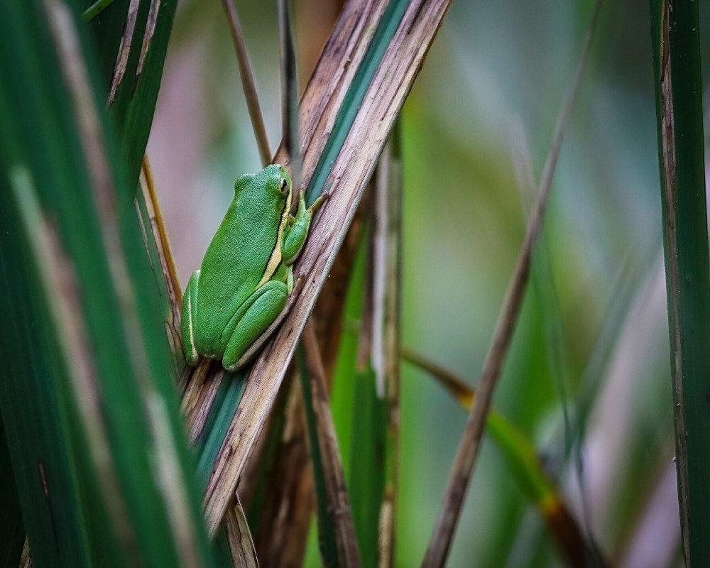 Green treefrog resting on a tall blade of grass.