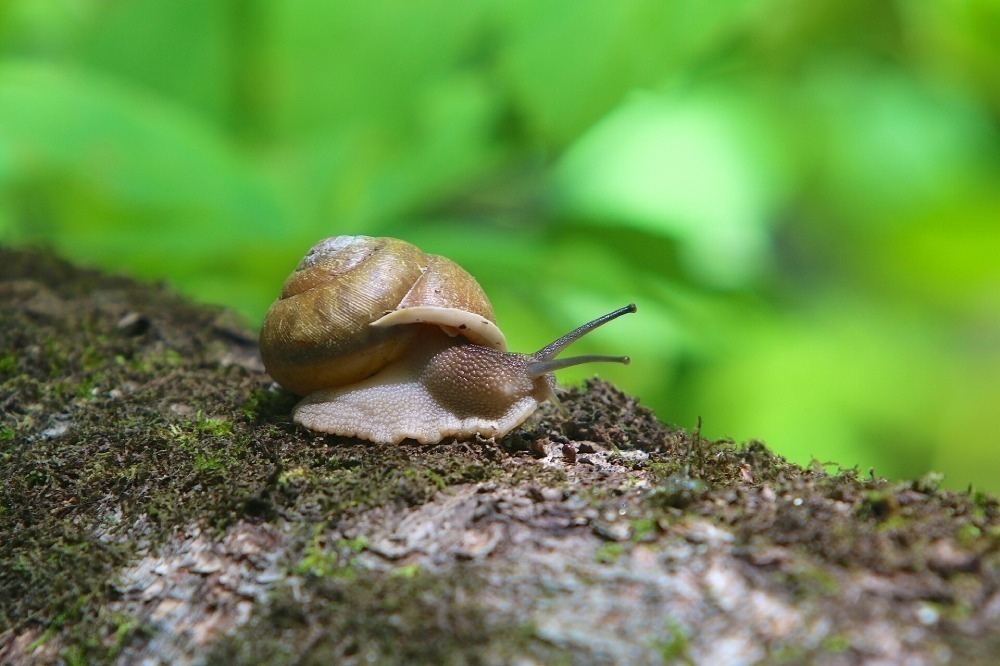 Snail on a moss-covered piece of wood.