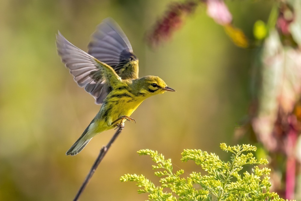 Prairie warbler about to take flight.