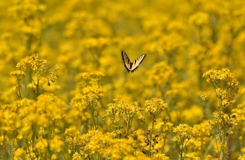 Butterfly flying over a field of goldenrod in full bloom. 