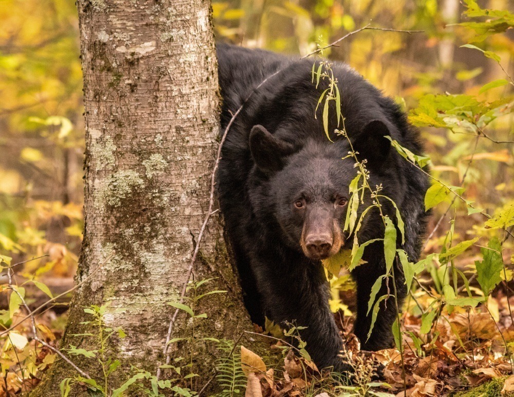 Black bear lurking behind a tree.