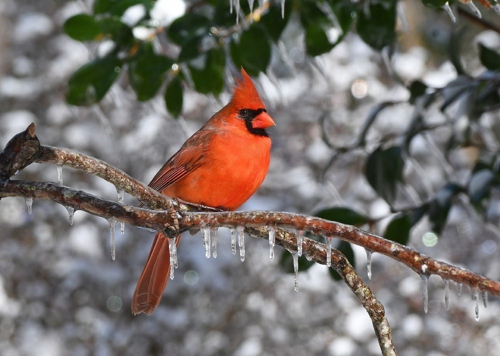 Male cardinal sitting on an icy branch.