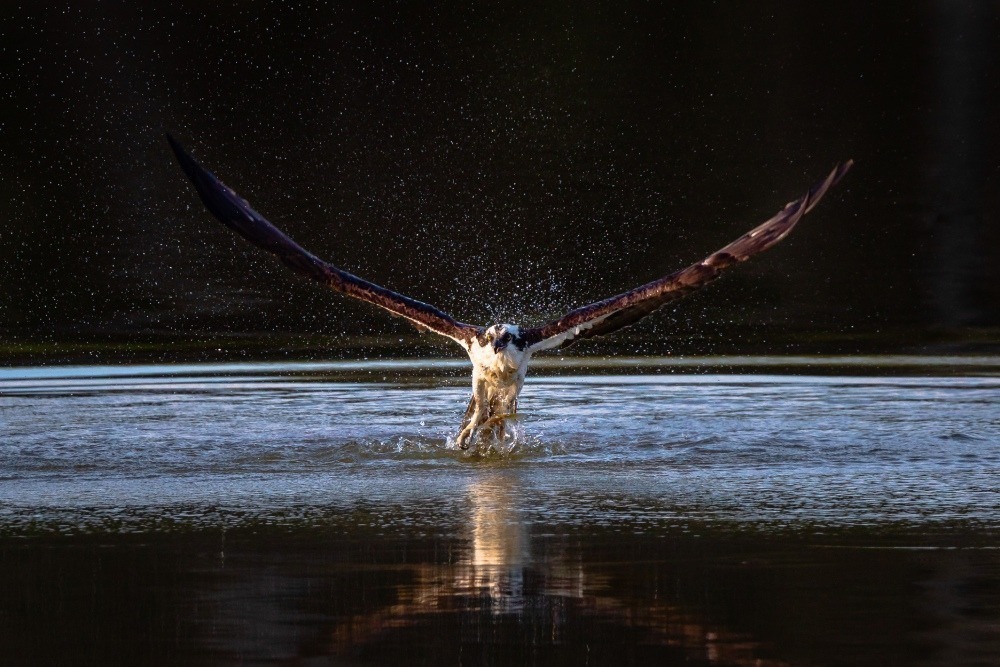 Osprey flying along the top of the water. Photo by Braam Oberholster.