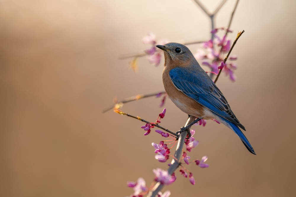 Eastern bluebird on a blooming cherry branch. Photo by Brian Anderson. 