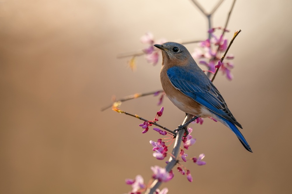Eastern bluebird on a blooming cherry branch. Photo by Brian Anderson.