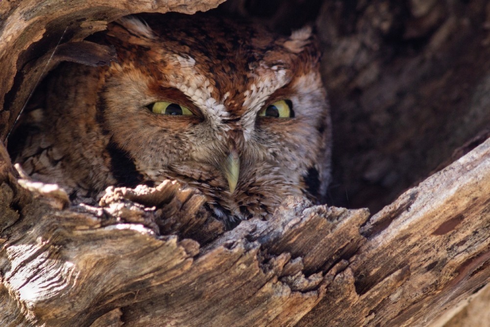 Eastern screech owl in a tree cavity.