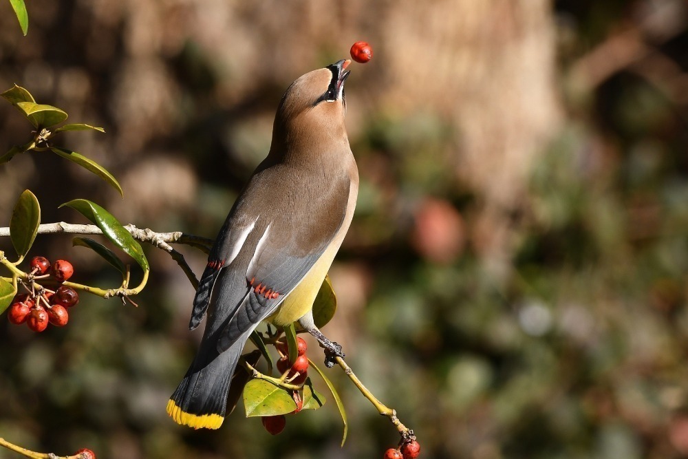 Cedar waxwing catching a fruit. Photo by Dr. David Sloas. 