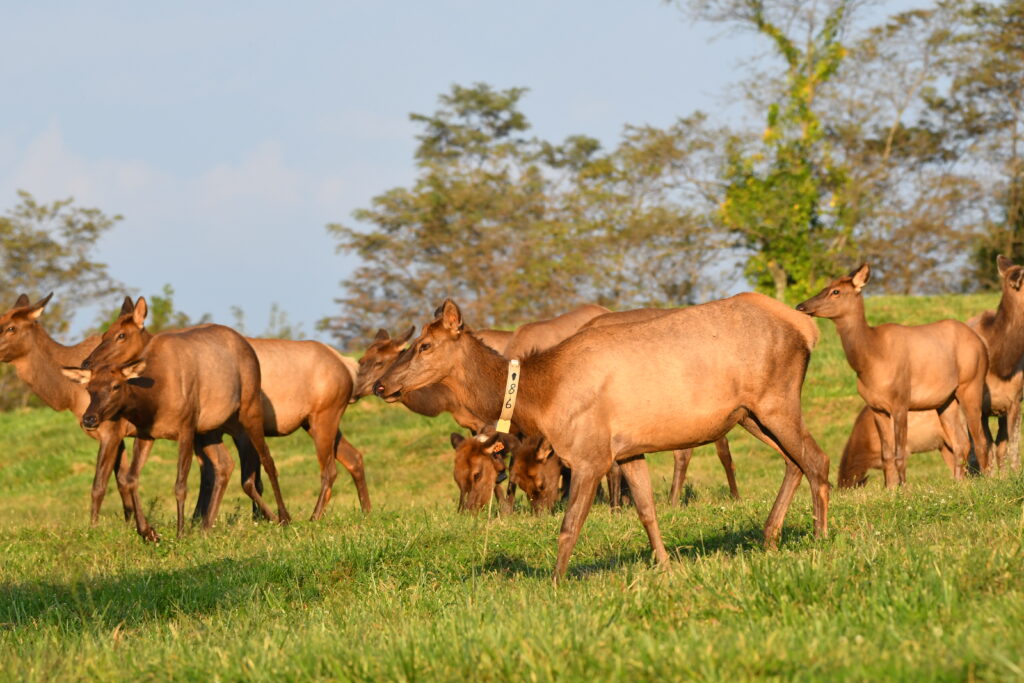 A herd of elk roam the North Cumberland Wildlife Management Area (WMA).
