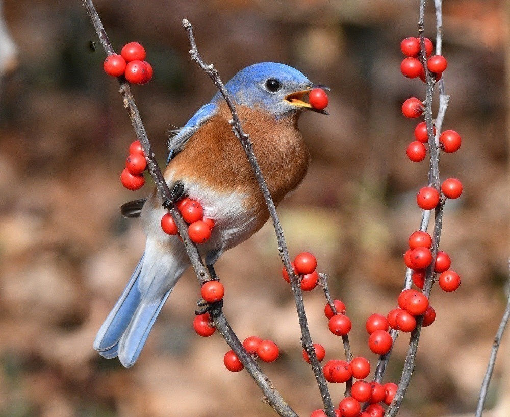 Male eastern bluebird eating a winterberry fruit. Photo by Dr. David Sloas.