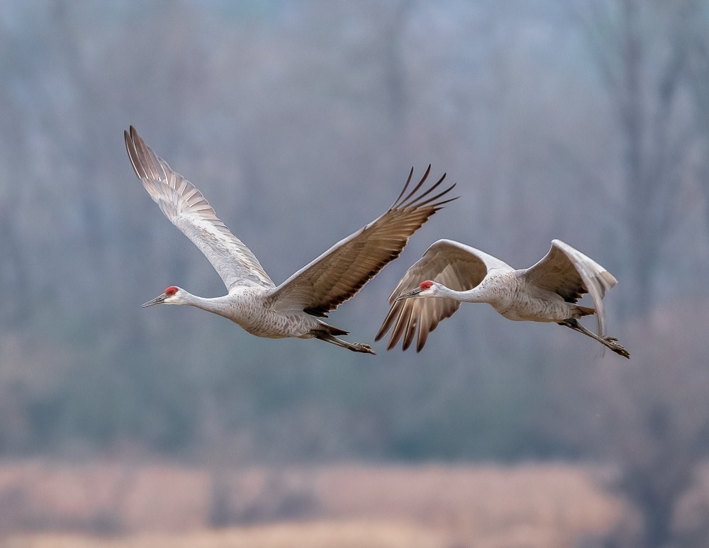 Two sandhill cranes flying. Photo by Denise Neuendorf. 