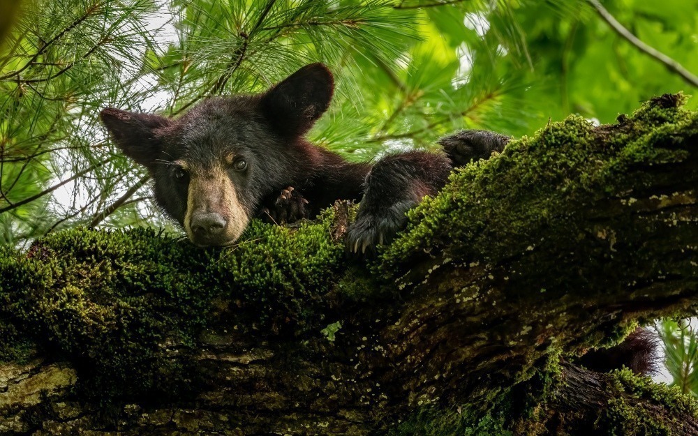 Bear peering over the top of a moss-covered tree limb. Photo by Frank Snyder. 