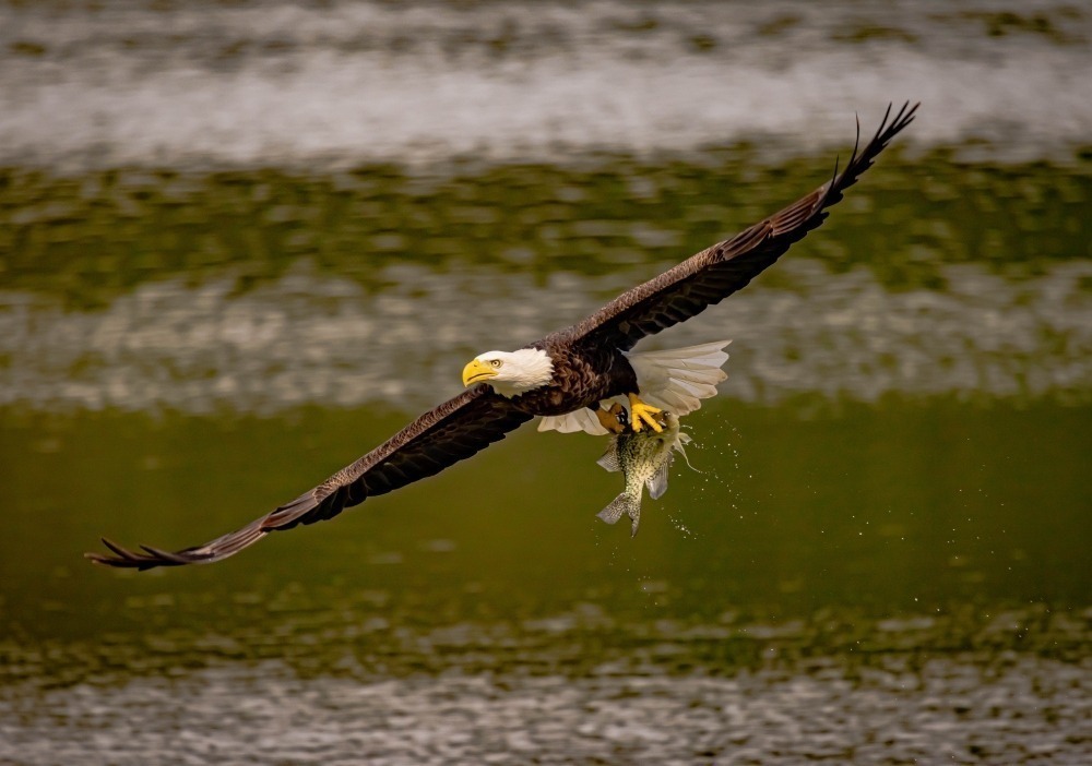 Bald eagle flying over the water with a fish in its talons. Photo by Howard Litvack.