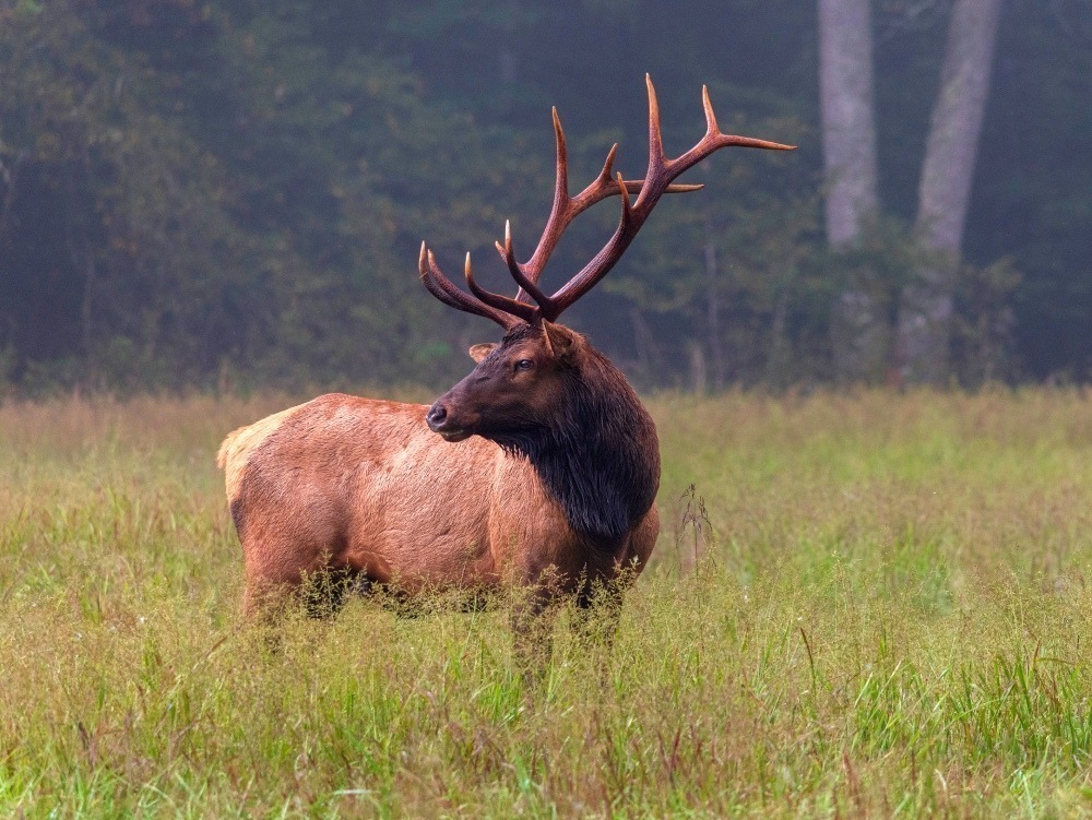 Bull elk standing alone in a field. Photo by Dr. Jenna Crovo. 