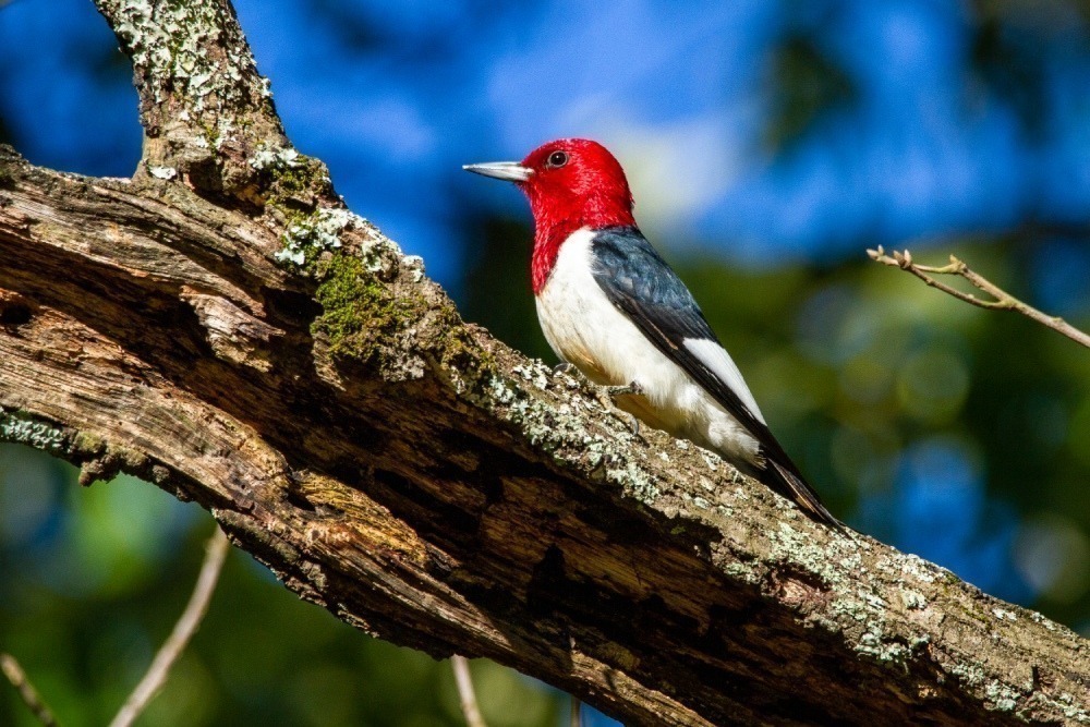 Red-headed woodpecker on a tree limb. Photo by Joshua Cotten. 