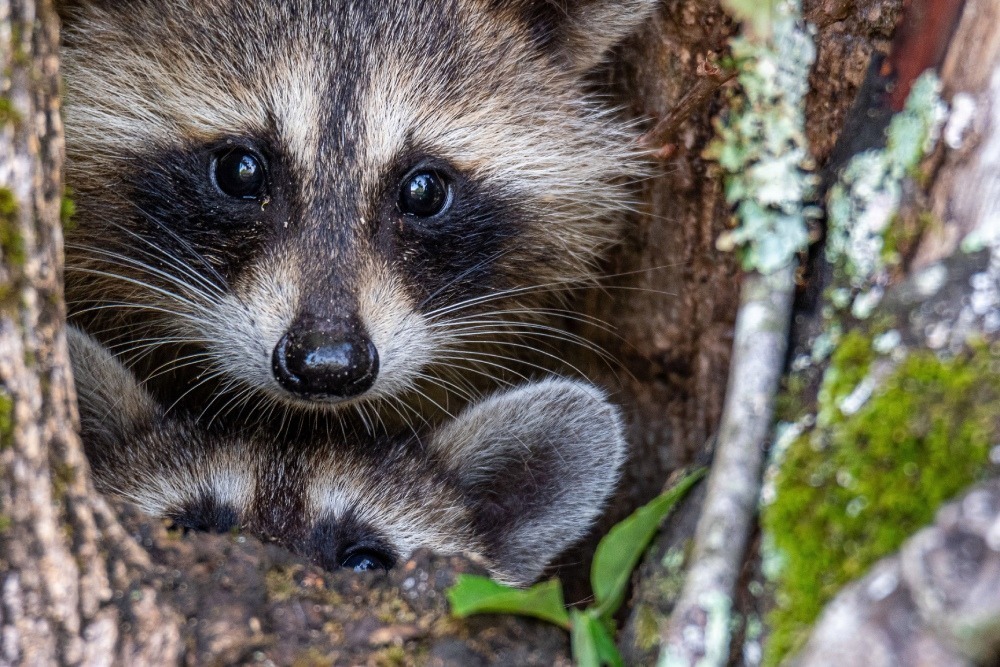 Two racoons peering out of a tree cavity. Photo by Joy Adams. 