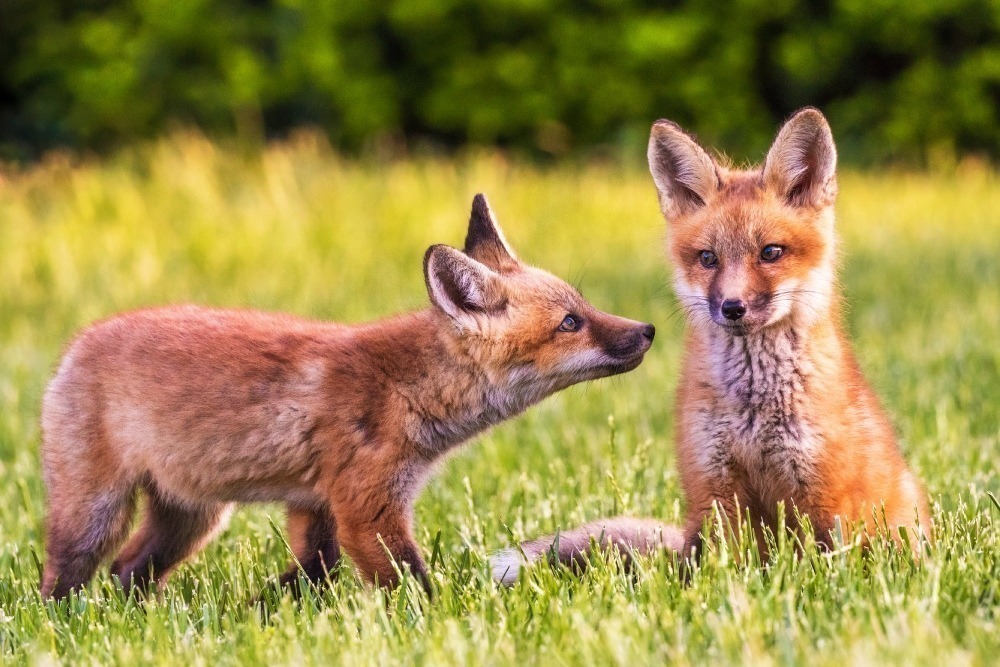 Two red fox kits in a field. The fox on the right sits facing the camera; the fox on the left is standing facing the other fix, sniffing with curiosity. Photo by Kalley Cook.