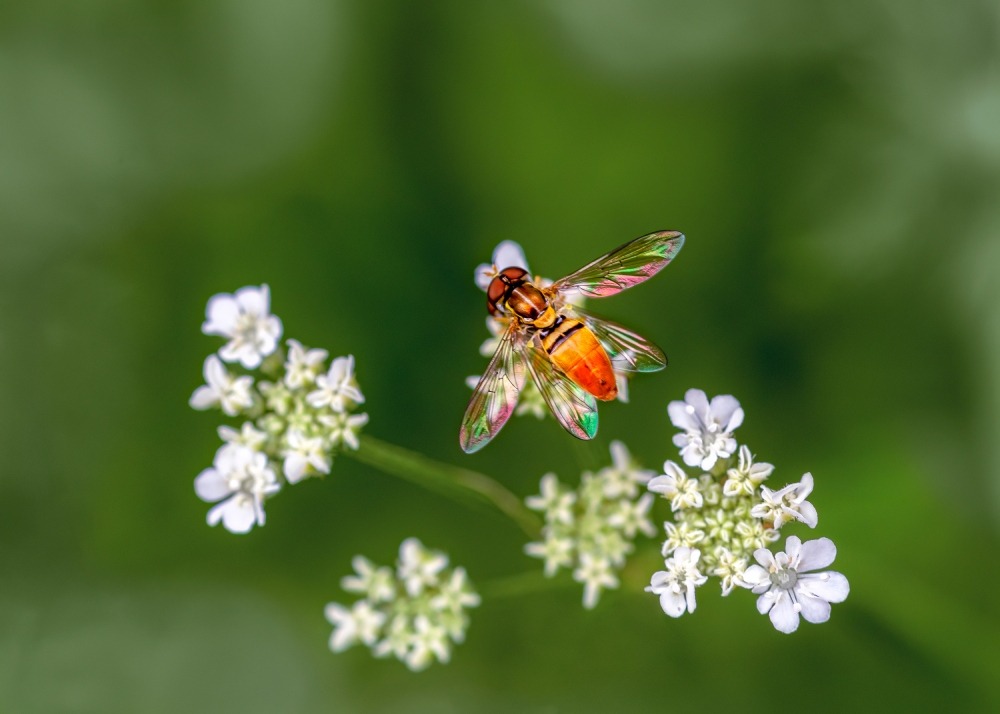 Hoverfly landing on a flower. Photo by Karen Fox. 