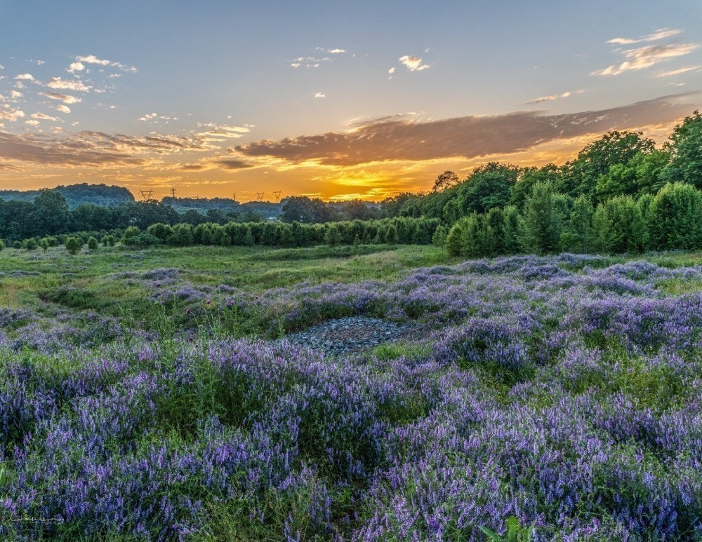 Grassy field filled with purple flowers.